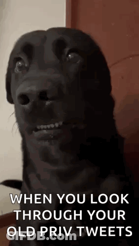 A Black Dog Is Making A Funny Face And Saying `` When You Look Through Your Old Priv Tweets '' . GIF