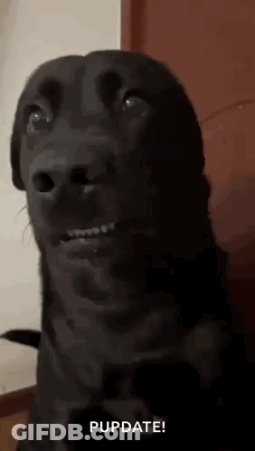 A Black Dog Is Making A Funny Face While Looking Up At The Camera And Saying `` Pupdate '' . GIF