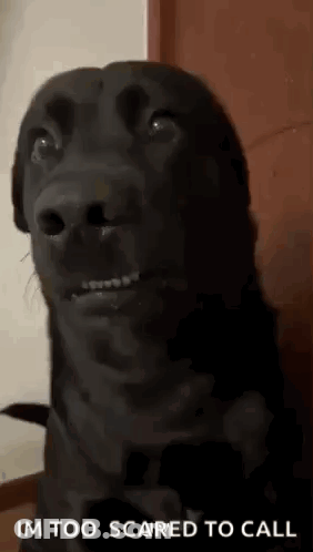 A Black Dog Is Making A Funny Face With The Words `` Im Too Scared To Call '' Written Below It . GIF