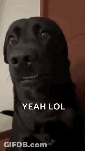 A Black Dog Is Making A Funny Face With The Words `` Yeah Lol '' Written Below It . GIF