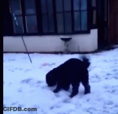 A Black Dog Is Playing In The Snow In Front Of A House GIF
