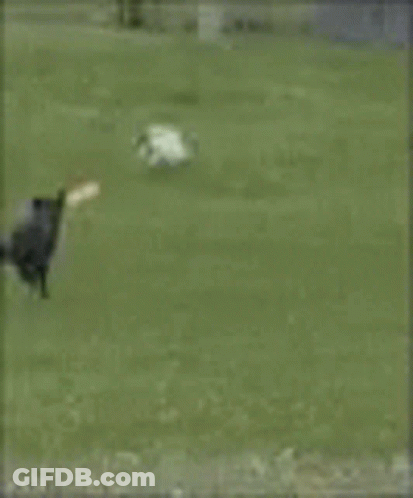A Black Dog Is Running In Front Of A Fence With A Huge Explosion In The Background . GIF