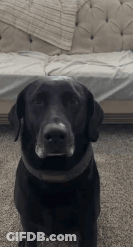 A Black Dog Is Sitting In Front Of A Couch And Looking At The Camera GIF