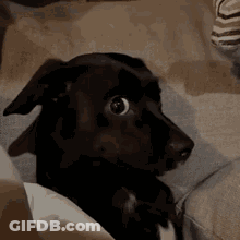A Black Dog Is Sitting On A Couch Looking At The Camera GIF