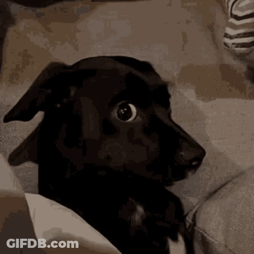 A Black Dog Is Sitting On A Couch Looking At The Camera With A Surprised Look On Its Face . GIF