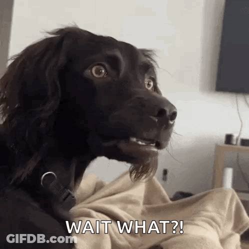 A Black Dog Is Sitting On A Couch With A Blanket And Says Wait What . GIF