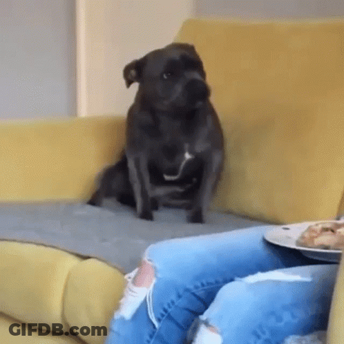 A Black Dog Is Sitting On A Yellow Couch Next To A Person . GIF