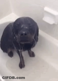 A Black Dog Is Standing In A Bathtub With Water Coming Out Of Its Mouth . GIF