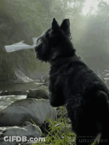 A Black Dog Is Standing In Front Of A River With The Words Made With Unscreen Below It GIF