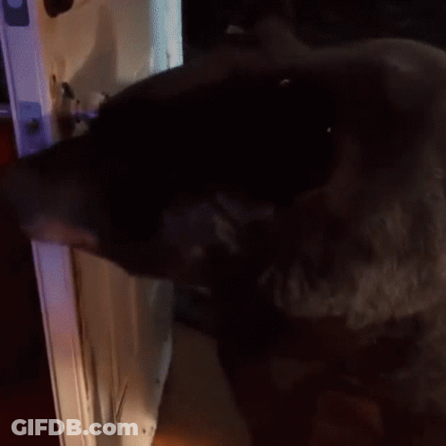 A Black Dog Is Standing In Front Of A White Door GIF
