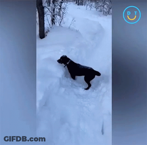 A Black Dog Is Standing In The Snow With A Dt Logo On The Bottom GIF