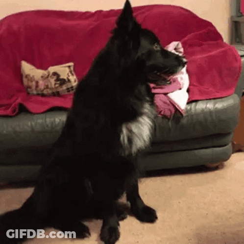 Black Dog Standing On Hind Legs In Front Of Couch GIF