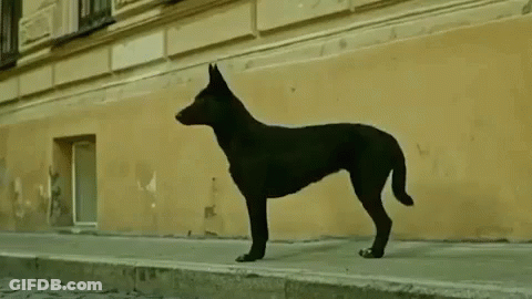 A Black Dog Is Standing On The Side Of A Street In Front Of A Building . GIF