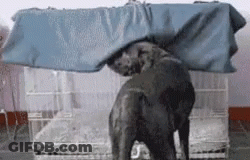 A Black Dog Is Standing Under A Blue Tarp In A Cage . GIF