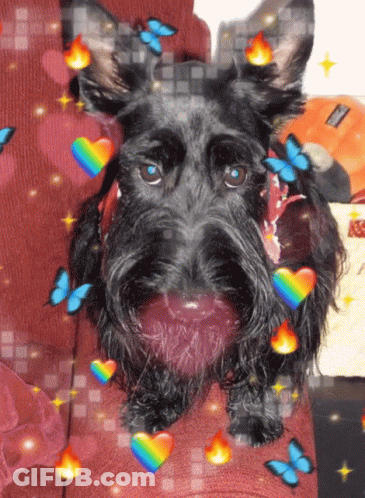 A Black Dog Is Surrounded By Butterflies And Hearts GIF