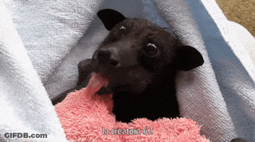 A Black Dog Is Wrapped In A Pink Towel And Says La Creature 67 On The Bottom GIF