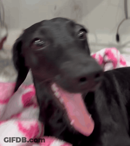 A Black Dog Laying On A Pink And White Blanket With Its Tongue Out GIF