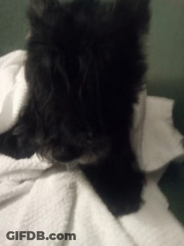 A Black Dog Laying On A White Blanket GIF