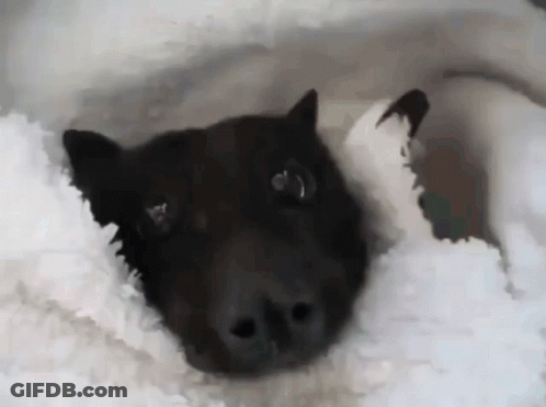 A Black Dog Laying On A White Blanket Looking At The Camera GIF