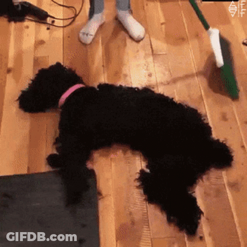 A Black Dog Laying On A Wooden Floor Next To A Green Broom GIF