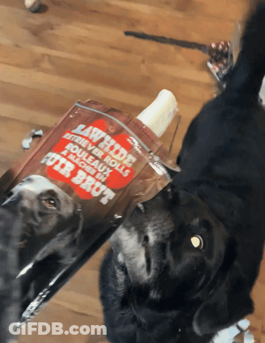 A Black Dog Looking At A Bag Of Rawhide Retriever Rolls For Brut GIF