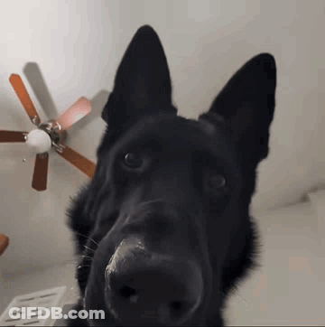 A Black Dog Looking At The Camera With A Ceiling Fan Behind It GIF