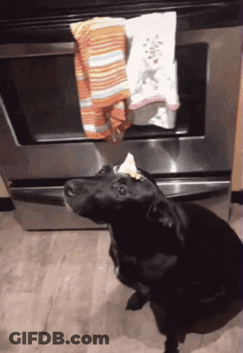 A Black Dog Sitting In Front Of An Oven With A Piece Of Food On Its Head GIF