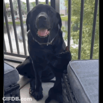 A Black Dog Sitting Next To A Black Cat On A Balcony GIF