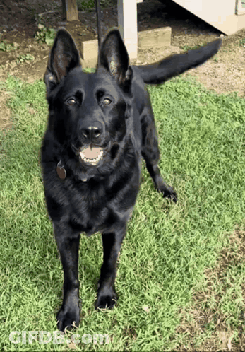 A Black Dog Standing In The Grass With Its Tongue Hanging Out GIF