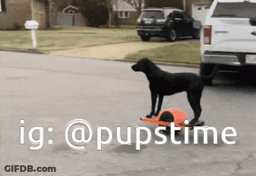 A Black Dog Standing Next To An Orange Ball With The Ig @Pupstime Written Below It GIF