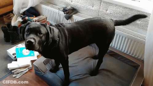 A Black Dog Standing On A Dog Bed Next To A Box That Says ' Ec ' On It GIF
