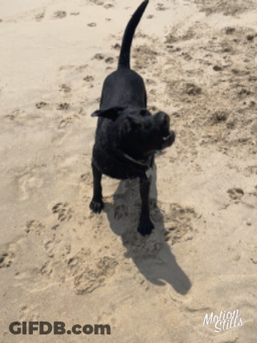 A Black Dog Standing On A Sandy Beach With The Words Motion Stills Written On The Bottom GIF