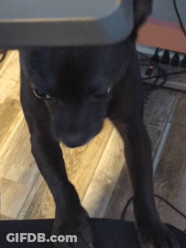 A Black Dog Standing On A Wooden Floor Looking At The Camera GIF