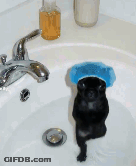 A Black Dog Wearing A Blue Sponge On Its Head Is Standing In A Sink GIF