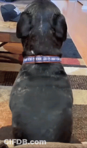 A Black Dog Wearing A Collar That Says N.a.a. On It GIF
