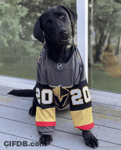 A Black Dog Wearing A Jersey That Says 20 On It GIF
