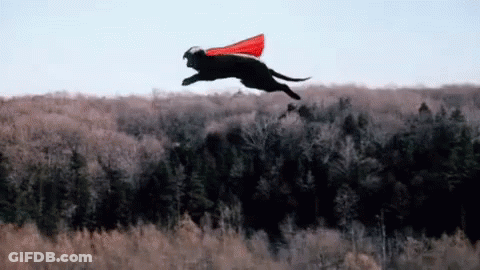 A Black Dog Wearing A Red Cape Is Flying Through The Air Over A Forest . GIF