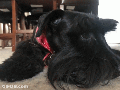 A Black Dog Wearing A Red Collar Is Laying On The Floor GIF