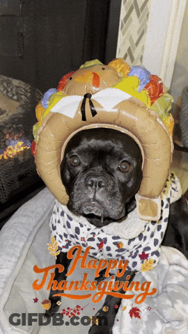 A Black Dog Wearing A Turkey Hat And A Happy Thanksgiving Greeting GIF
