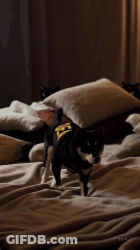 A Black Dog Wearing A Yellow Shirt With The Letter H On It Runs On A Bed GIF