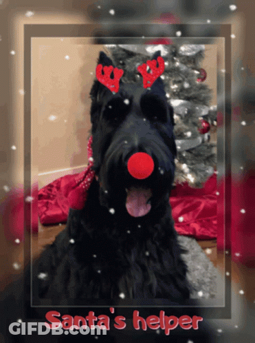A Black Dog Wearing Reindeer Antlers And A Red Nose Has Santa 'S Helper Written On The Bottom Of The Picture GIF