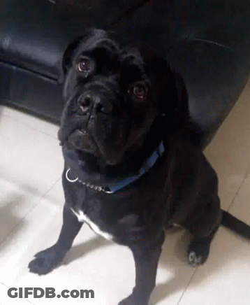 A Black Dog With A Blue Collar Is Sitting On The Floor Looking Up GIF