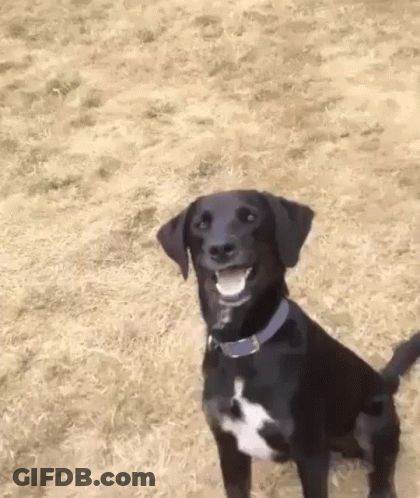 A Black Dog With A Blue Collar Is Standing In A Field And Smiling . GIF