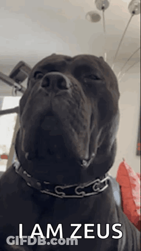 A Black Dog With A Chain Around Its Neck Is Sitting On A Couch . GIF