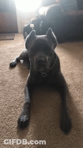 A Black Dog With A Chain Around Its Neck Laying On A Carpet GIF