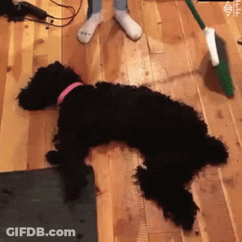 A Black Dog With A Pink Collar Is Laying On The Floor GIF