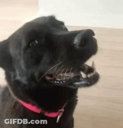 A Black Dog With A Pink Collar Is Yawning And Looking At The Camera . GIF