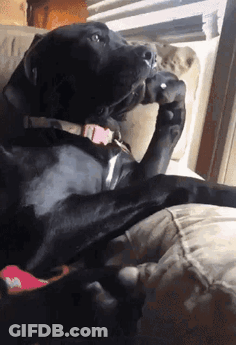 A Black Dog With A Pink Collar Sits On A Couch GIF