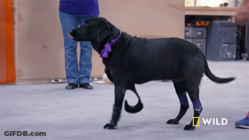 A Black Dog With A Purple Collar And A Bandage On Its Leg Is Walking In Front Of A National Geographic Sign GIF