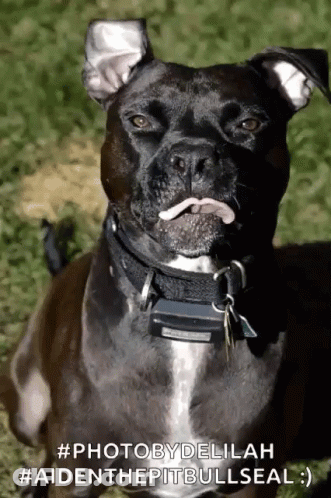 A Black Dog With A White Tongue Sticking Out Is Laying In The Grass GIF